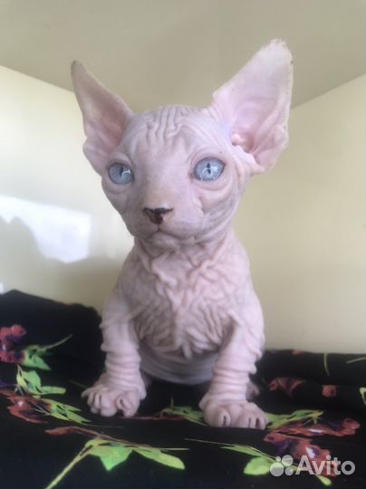 Котята бамбино блондины с голубыми глазами