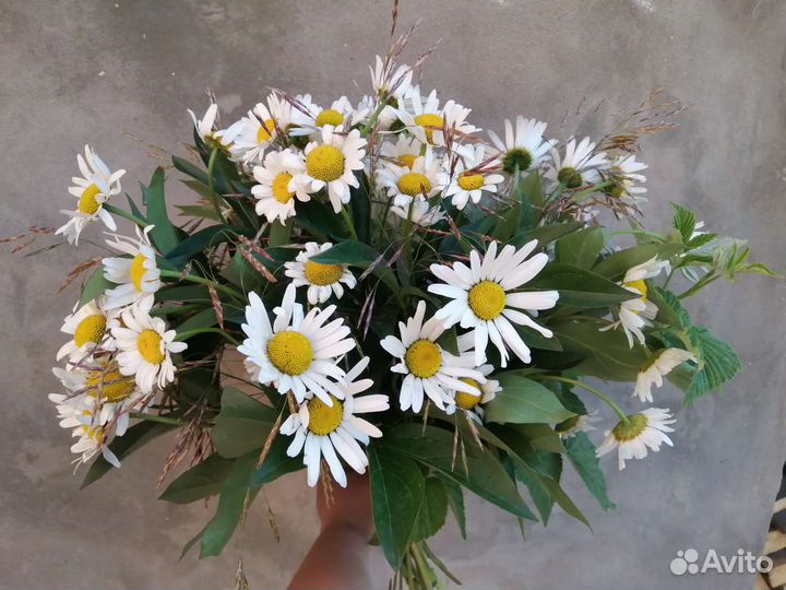 Букеты из ромашек