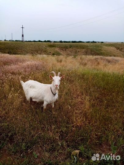Коза дойная