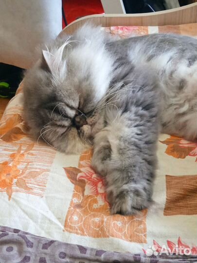 Персидская кошка