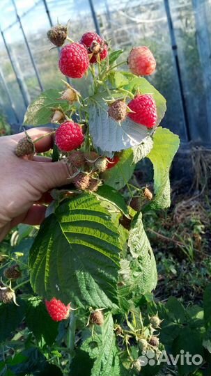 Малина Полана саженцы