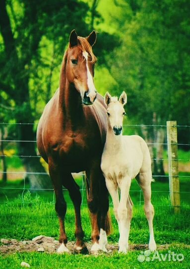 Электропастух