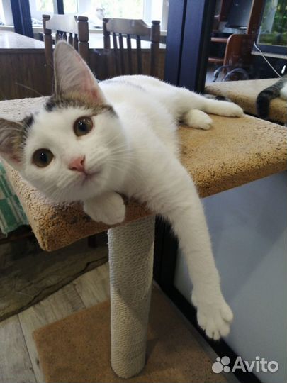 Отдам мышеловок