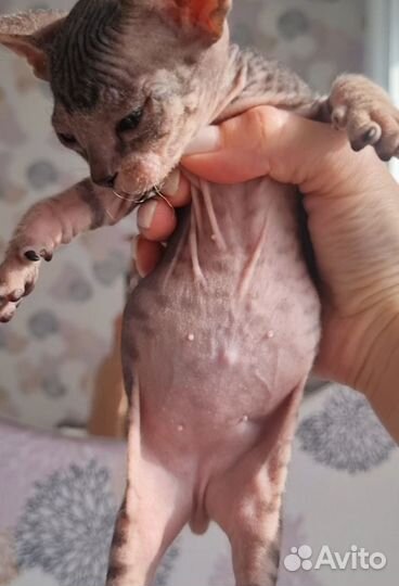 Донской сфинкс котята