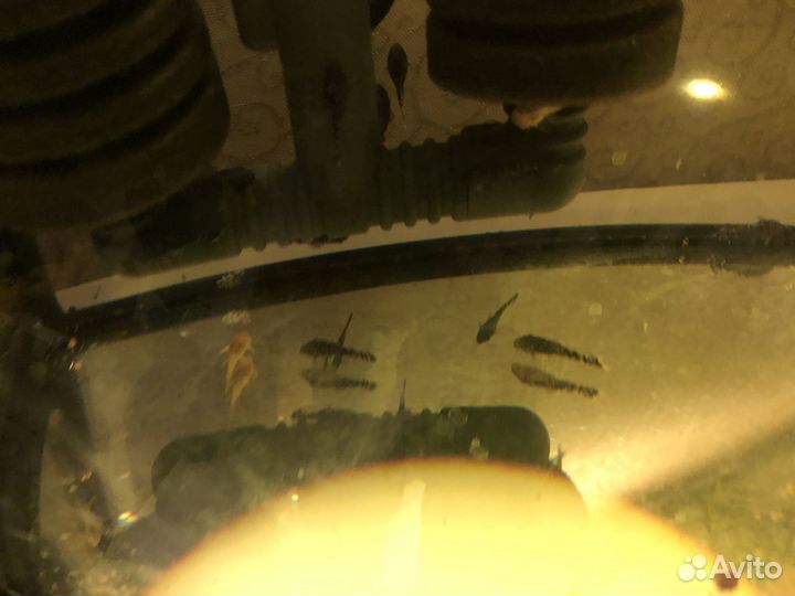 Продам анциструсов, гуппи микс, улитки катушки