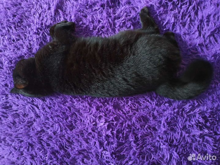 Отдам кошечку и кота