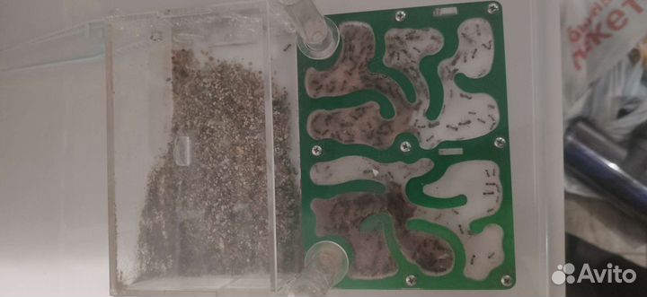 Формикарий Лукоморье