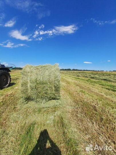 Сено в рулонах