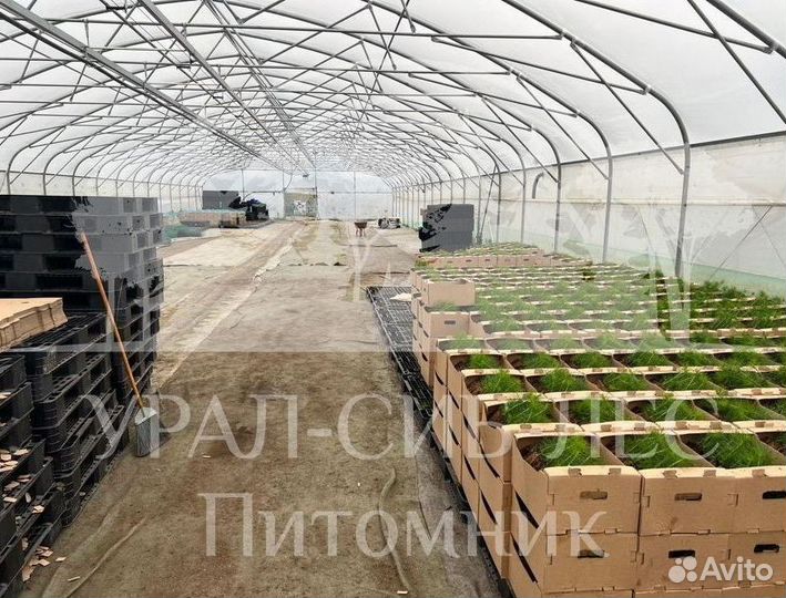 Сеянцы Лиственницы Сибирской с зкс