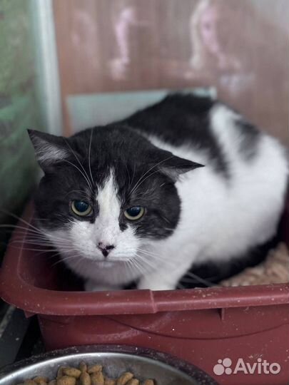 Котик Батон в добрые руки