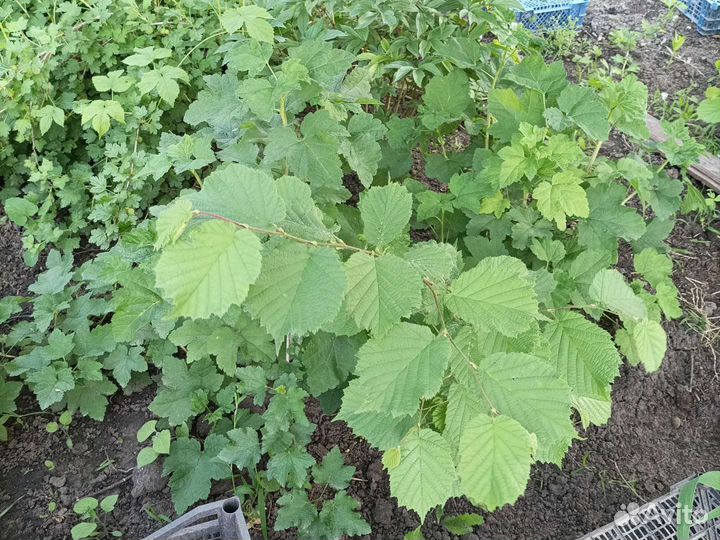 Фундук зимостойкий