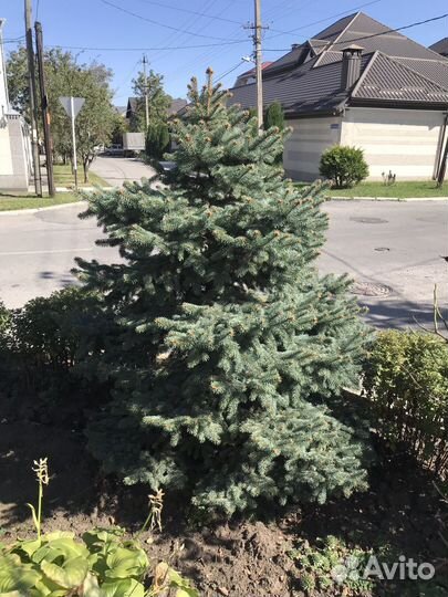 Голубая ель 5штук