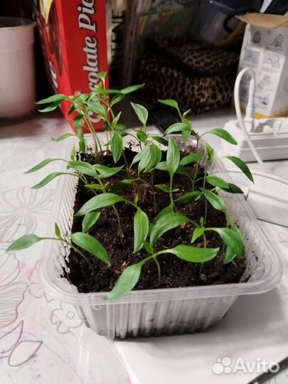 Рассада жгучего перца