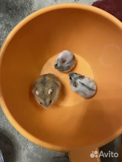 Джунгарский хомяк