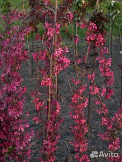 Роял Бьюти яблоня