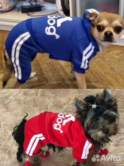 Одежда для собак мелких пород или кошек