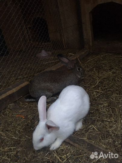 Кролики мясных пород