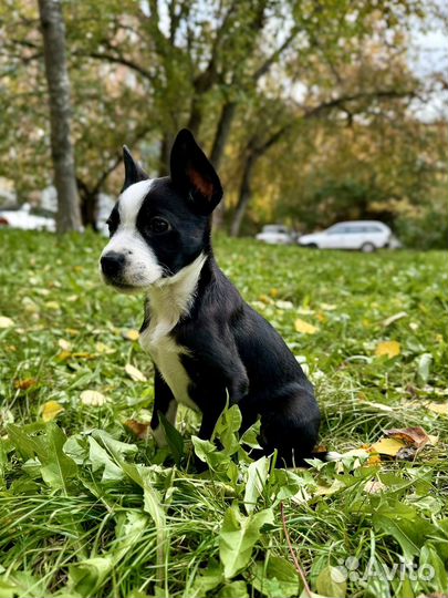 Щенок стаффа девочка