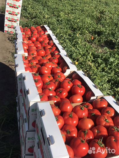 Помидоры сливка, круглый оптом
