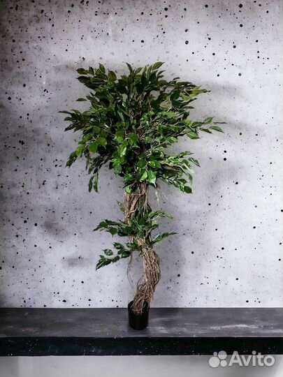 Фикус, монстера, бамбук, туя, стрелиция в аренду