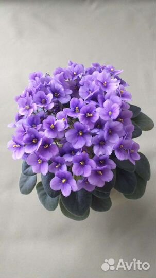 Мини фиалки