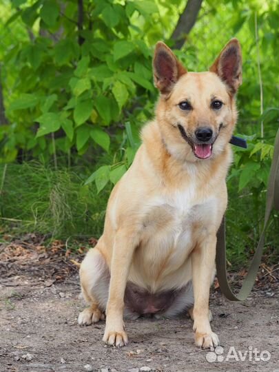 Собака Тоня