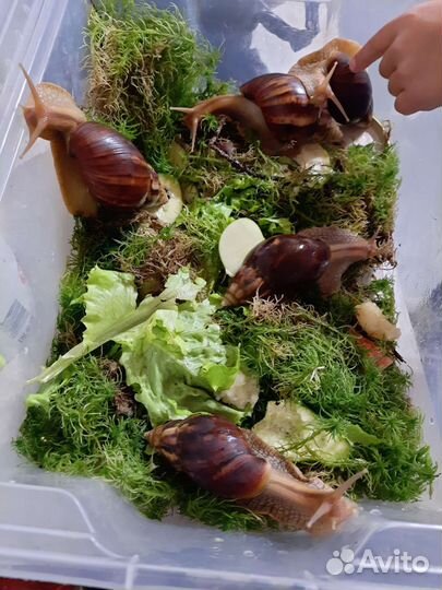 Мох сфагнум