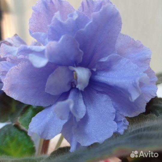 Фиалка в горшках