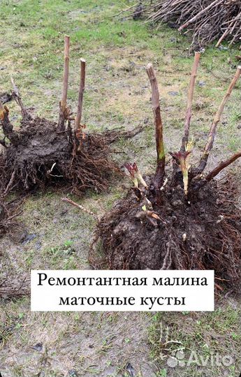 Малина ремонтантная, летняя Саженцы кусты