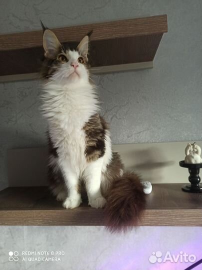Котята мейн-кун