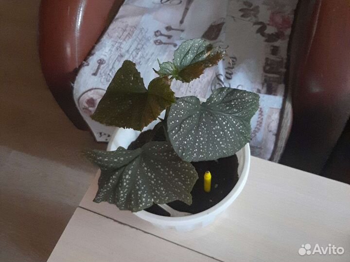 Бегония пятнистая (крапчатая)