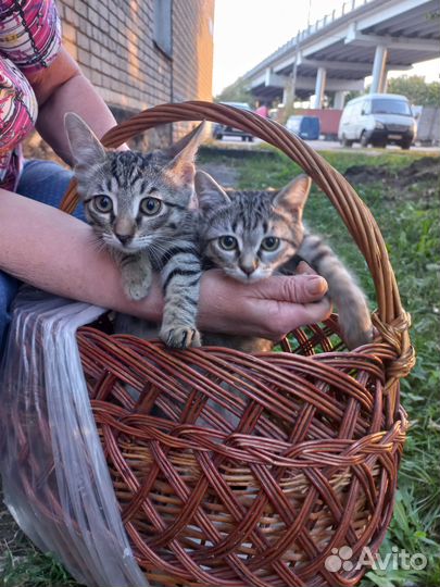 Спасите котят