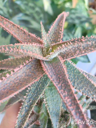 Алоэ красное, церопегия вар, альбука и др