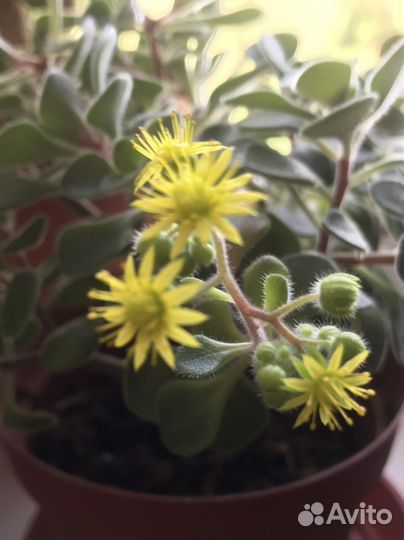 Домашние растение Аихризон