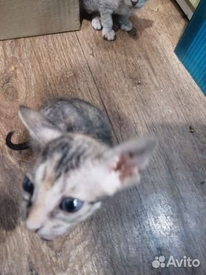 Котята сфинкс