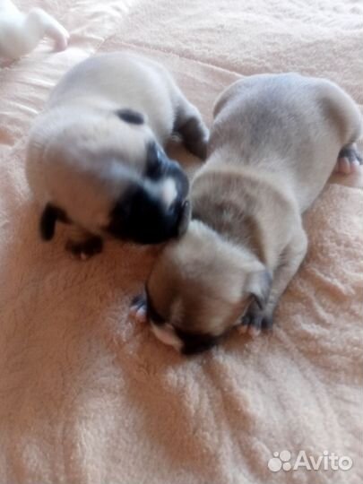 Собака французский бульдог щенки