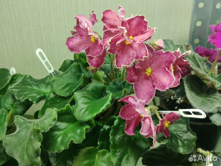 Сортовые фиалки