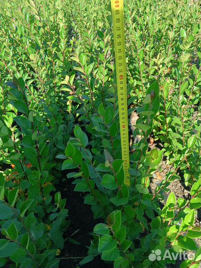 Продам кизильник блестящий