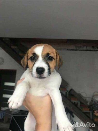 Щенки джек Рассел терьер гладкошерстный