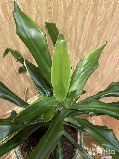 Драцена Душистая