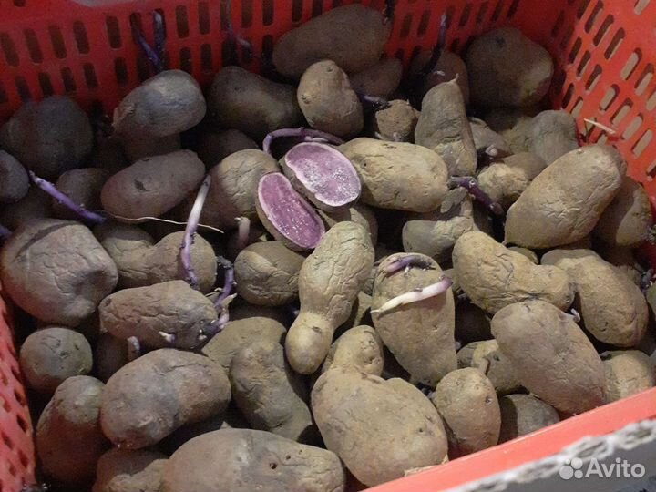 Сиреневый картофель сорт (Гурман) на посадку