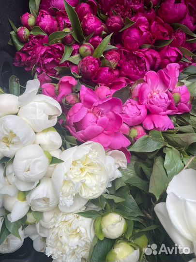 Свежие пионы в букет