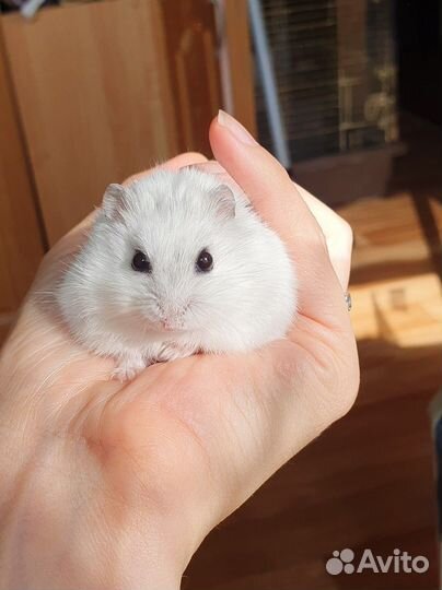 Джунгарский хомяк с клеткой