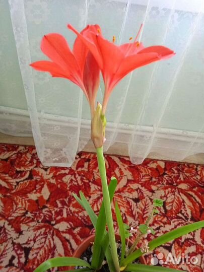 Гиппиаструм