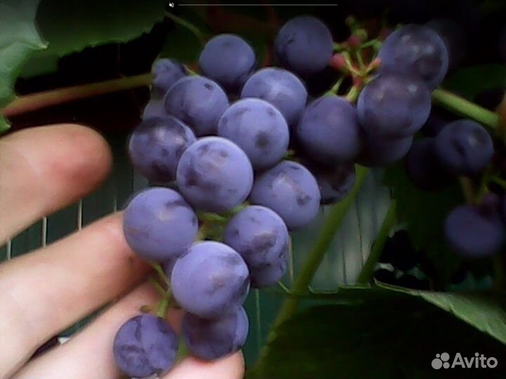 Виноград не укрывной