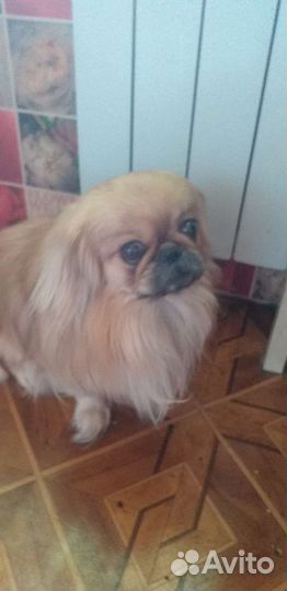 Щенки Пекинеса