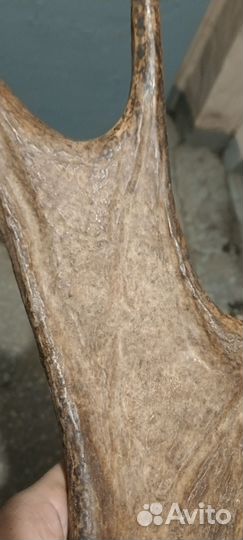 Продам рога лося