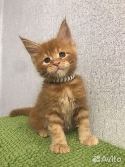 Красные прекрасные коты мейнкуны
