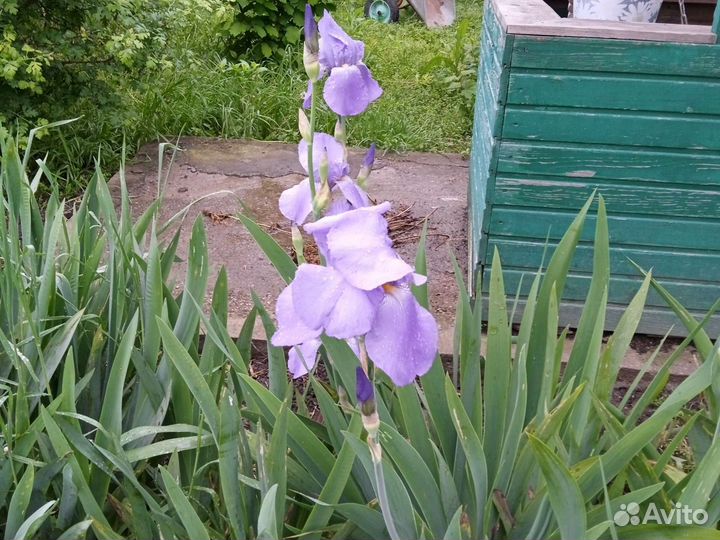 Саженцы цветов и кустарников