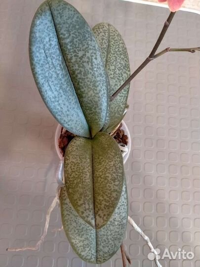 Орхидея фаленопсис ароматная (Дифьюжн)